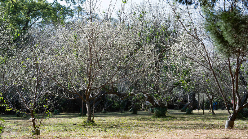 梅園梅樹健康管理及活化計畫圖片